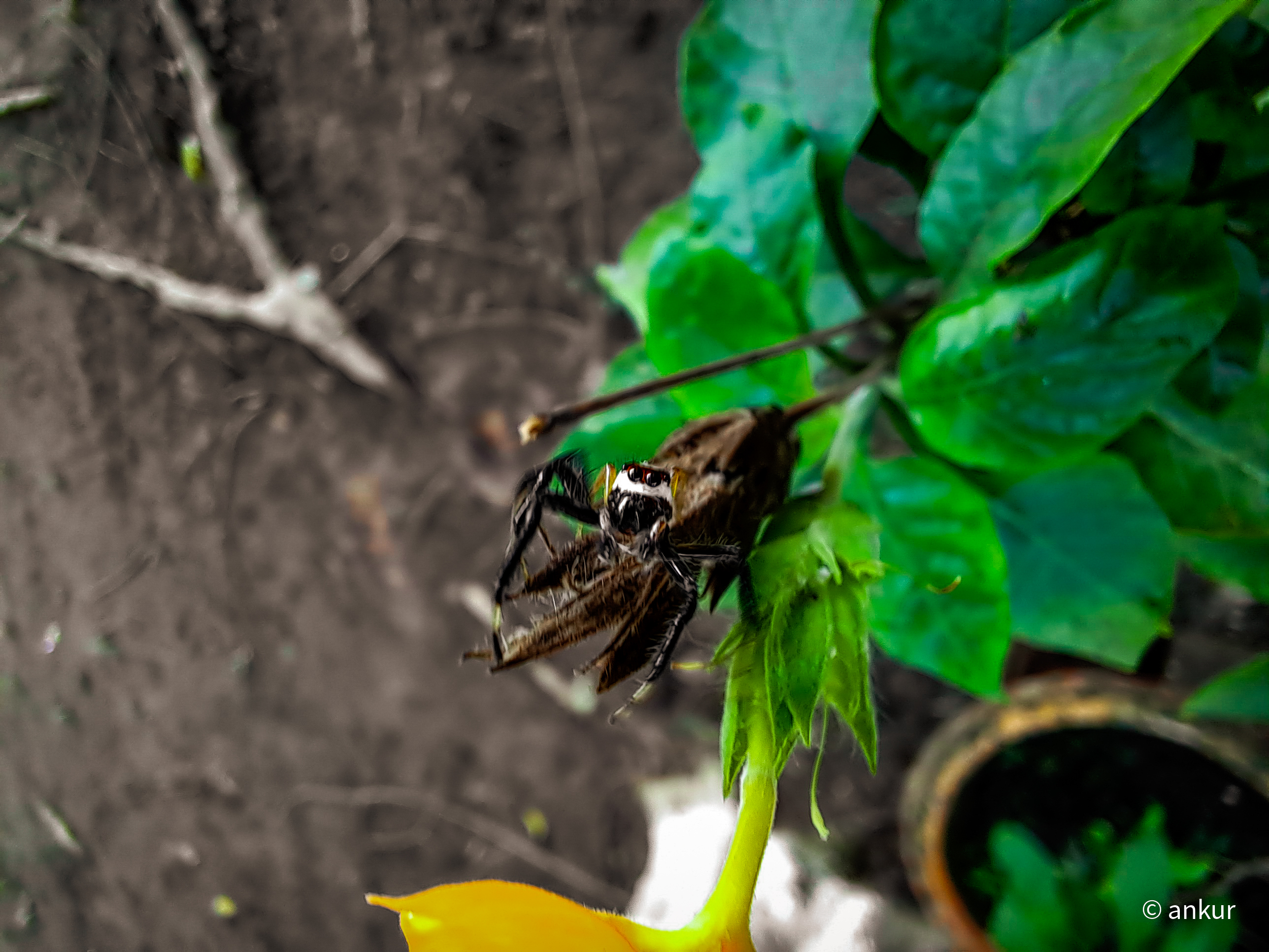 Prakriti Android Application